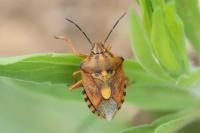 Carpocoris purpureipennis
