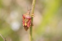 Carpocoris purpureipennis