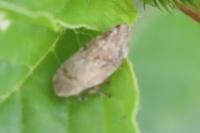 Philaenus spumarius