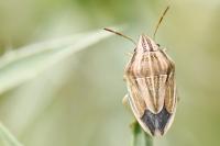 Aelia acuminata