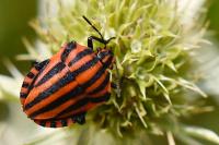 Graphosoma italicum