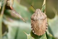 Eurygaster maura