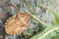Eurygaster maura