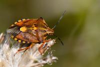 Carpocoris purpureipennis