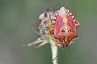 Carpocoris purpureipennis