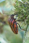 Graphosoma italicum