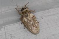 Piesma maculatum