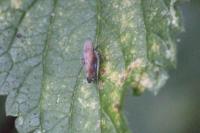 Fieberiella florii
