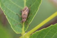 Stictopleurus