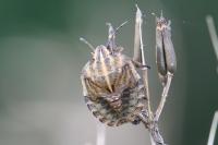Graphosoma italicum