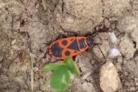 Pyrrhocoris apterus