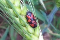 Cercopis vulnerata