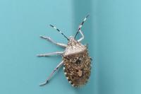 Rhaphigaster nebulosa