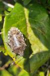 Rhaphigaster nebulosa