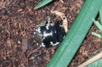 Tritomegas bicolor