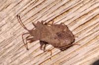 Coreus marginatus