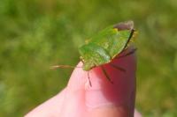 Palomena prasina