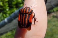 Graphosoma italicum