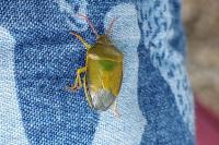 Piezodorus lituratus