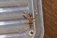 Leptoglossus occidentalis