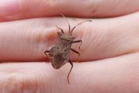 Coreus marginatus