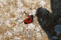 Pyrrhocoris apterus