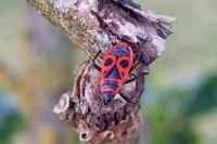 Pyrrhocoris apterus