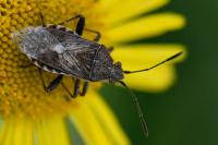 Stictopleurus punctatonervosus