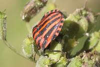 Graphosoma italicum