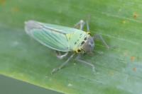 Cicadella viridis