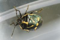 Eurydema oleracea