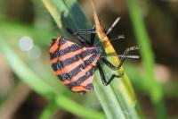 Graphosoma italicum
