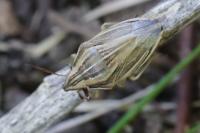 Aelia acuminata