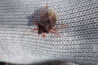 Pentatoma rufipes