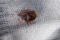 Pentatoma rufipes