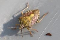 Carpocoris purpureipennis