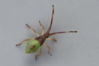 Gonocerus acuteangulatus