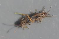 Nysius