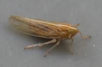 Stenocranus