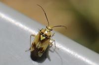 Lygus pratensis