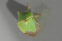 Stictocephala alta