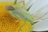 Closterotomus norwegicus