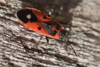 Melanocoryphus albomaculatus