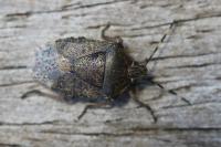 Rhaphigaster nebulosa