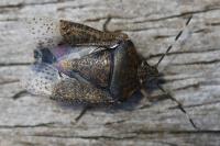 Rhaphigaster nebulosa
