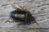 Rhaphigaster nebulosa