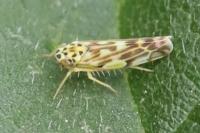 Eupteryx