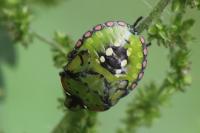 Nezara viridula