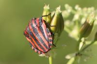 Graphosoma italicum