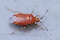 Deraeocoris ruber